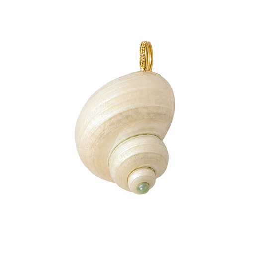 Coastal shell collection